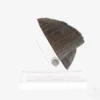 Jurassic Park 1/1 Replik Triceratops Toenail 16 cm
