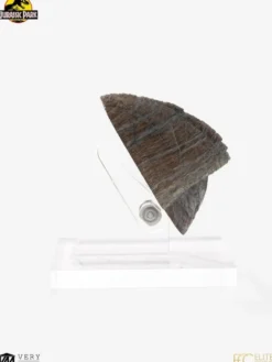 Jurassic Park 1/1 Replik Triceratops Toenail 16 cm