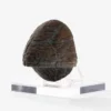 Jurassic Park 1/1 Replik Triceratops Toenail 16 cm