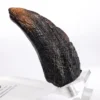 Jurassic Park 1/1 Replik Velociraptor Toenail Type A 11 cm
