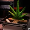 Pantera Rock Ikonz Cowboys From Hell On Tour Road Case Statue & Bühnenhintergrund Set